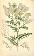 Image of Grevillea pulchella (R. Br.) Meissner