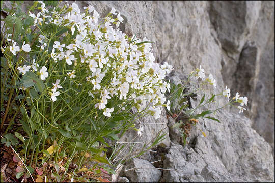 Image of Arabidopsis croatica (Schott ex Nyman & Kotschy) O'Kane & Al-Shehbaz