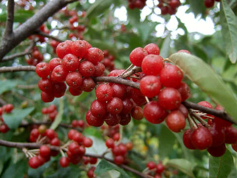 Image of autumn olive