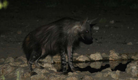 Image of Hyaena Brisson 1762