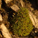 Image of common extinguisher-moss