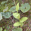Imagem de Epipactis helleborine subsp. leutei (Robatsch) Kreutz