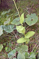 Image of Helleborine