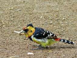 Image of African terrestrial barbets