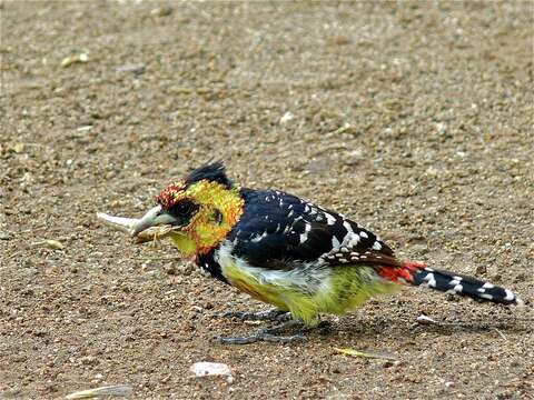 Image of Crested Barbet