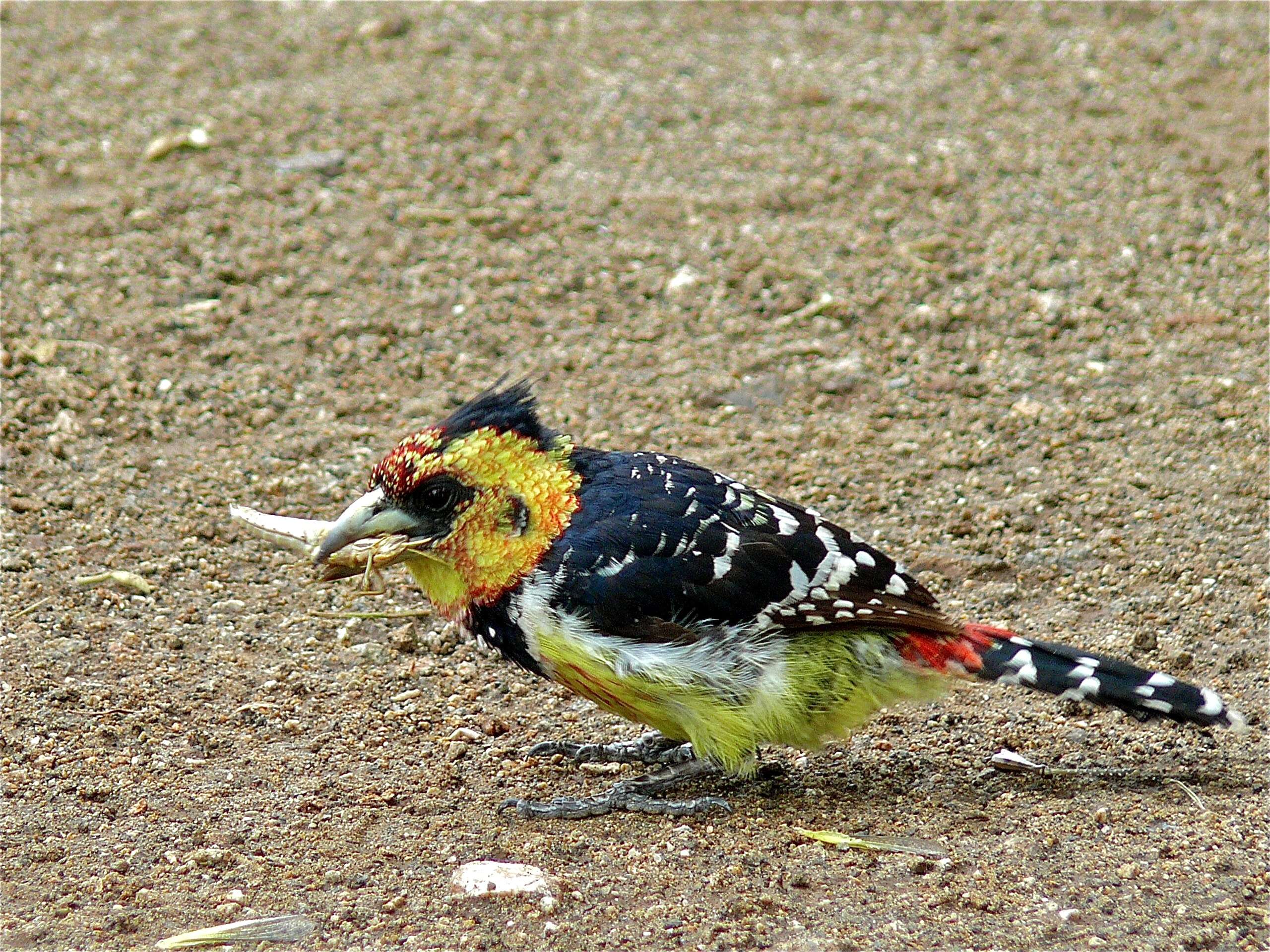 Image of African terrestrial barbets