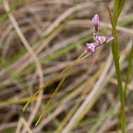 Image de Diuris parvipetala (Dockrill) D. L. Jones & M. A. Clem.