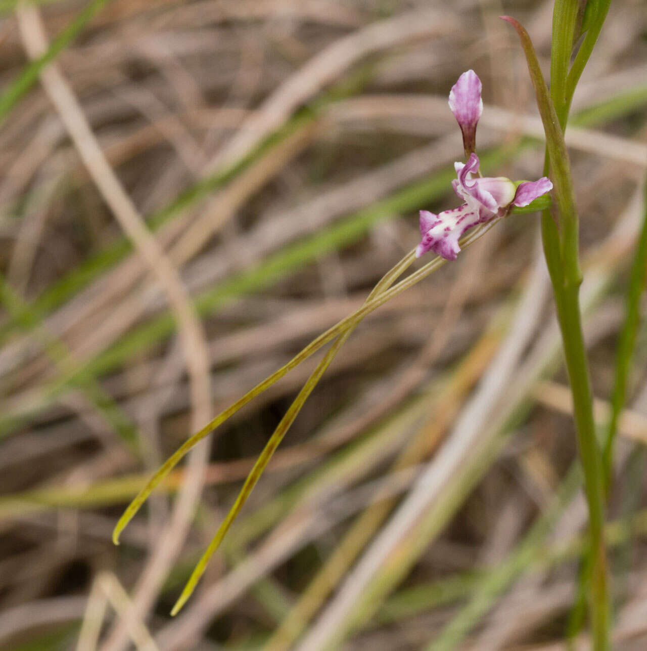 Image de Diuris parvipetala (Dockrill) D. L. Jones & M. A. Clem.