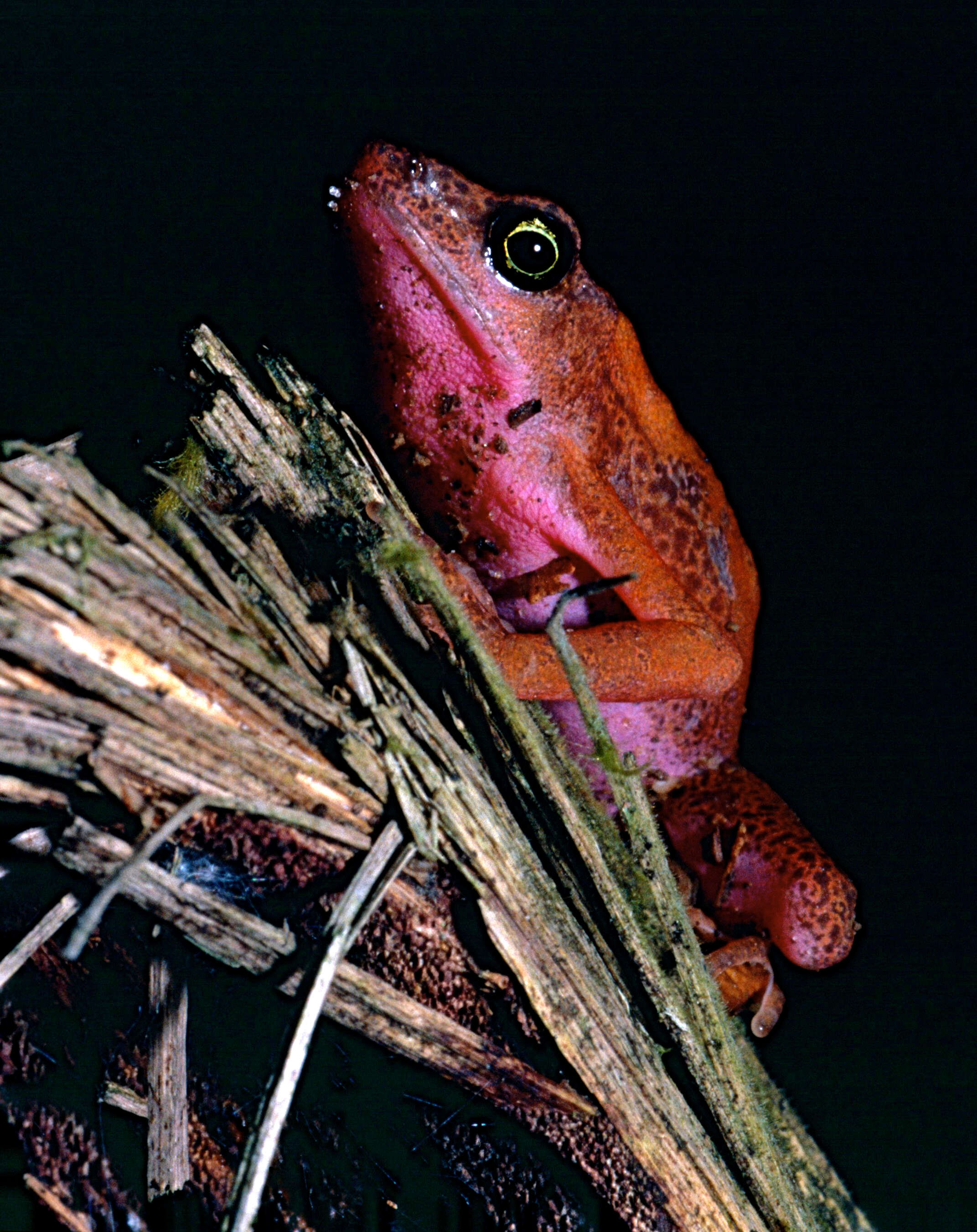 Image of harlequin frogs