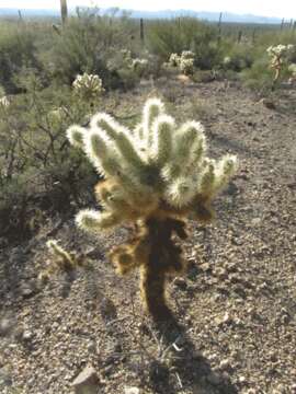 Image of Chollas