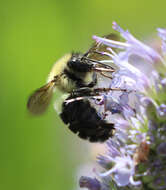 صورة Bombus bimaculatus Cresson 1864