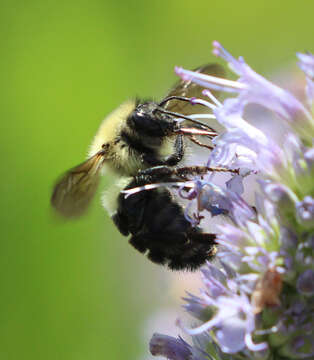 صورة Bombus bimaculatus Cresson 1864