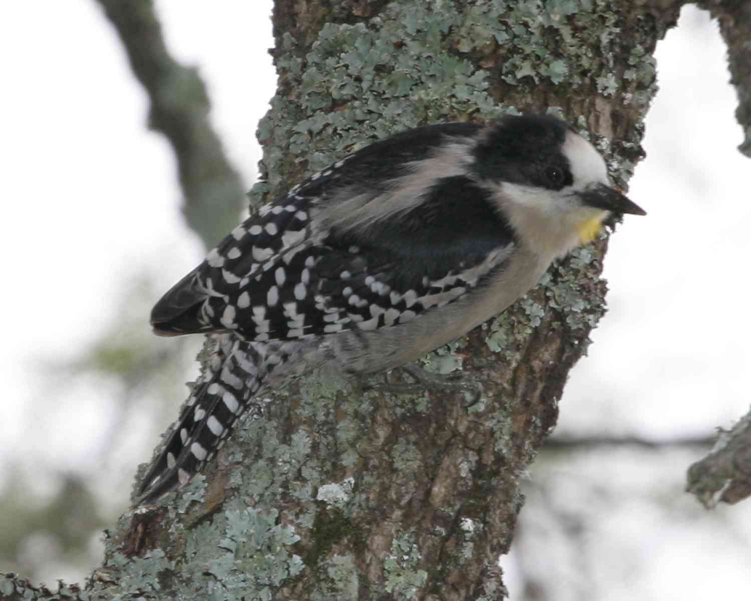 Image of White-fronted Woodpecker