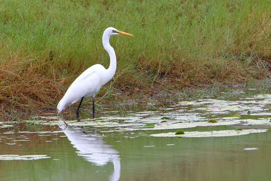 Image of Great Egret