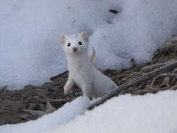 Image of Long-tailed Weasel