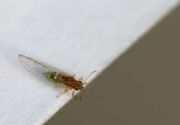 Image of Insecta