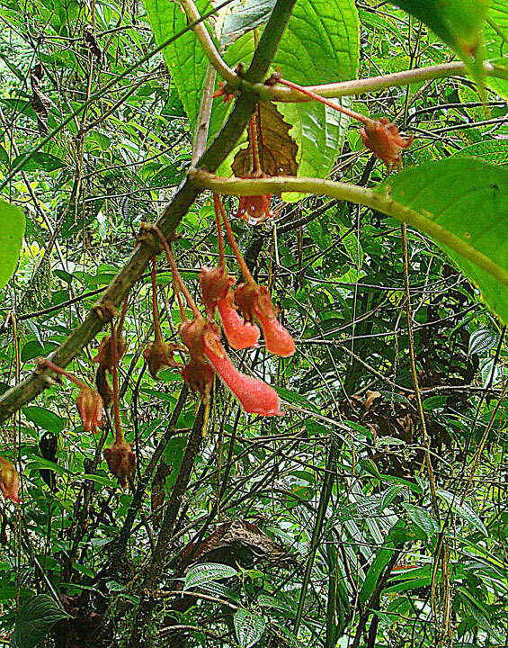 Glossoloma tetragonum Hanst. resmi