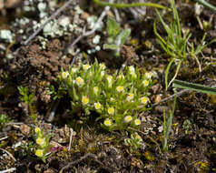 Image of Hyalosperma demissum (A. Gray) P. G. Wilson