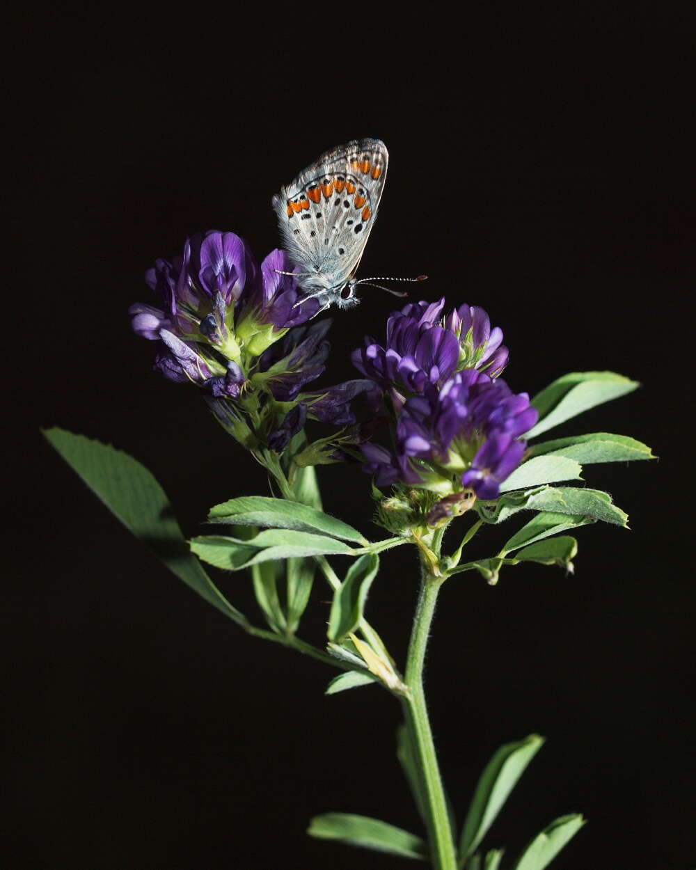 Image of Medick