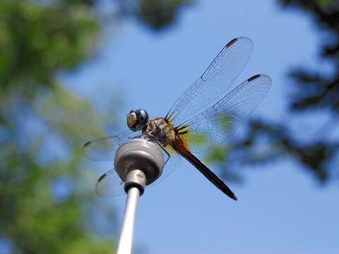 Image of Blue Dasher