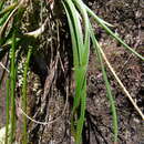 Image of Aloe rulkensii T. A. McCoy & O. J. Baptista