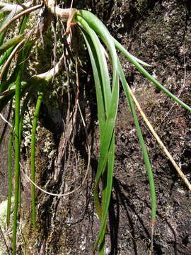 Sivun Aloe rulkensii T. A. McCoy & O. J. Baptista kuva