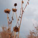 Image of small teasel