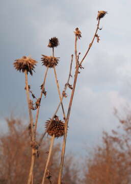 Image of small teasel