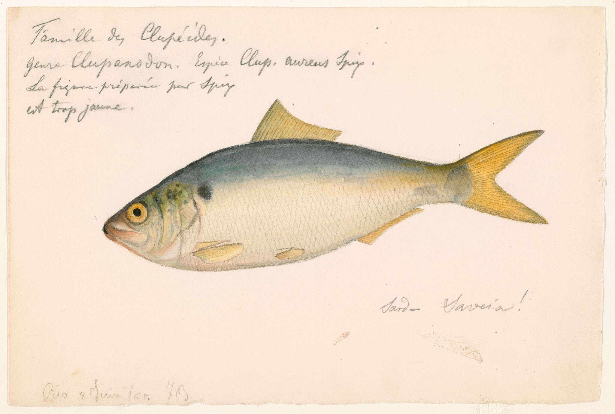 Image of Brazilian menhaden