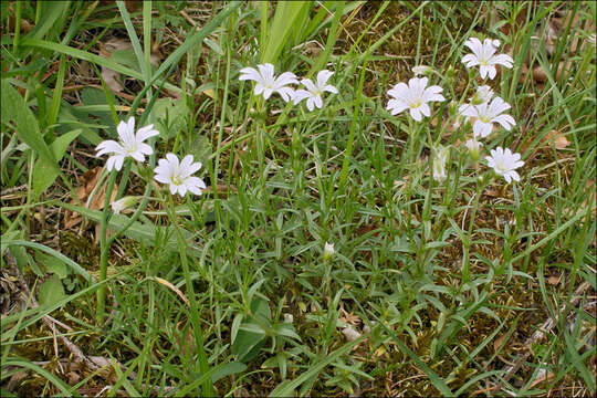 صورة Cerastium arvense subsp. strictum (L.) Gaudin