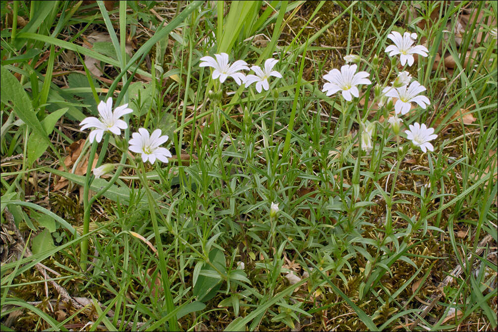 Imagem de Cerastium arvense subsp. strictum (L.) Gaudin