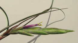 Image of bulbous airplant