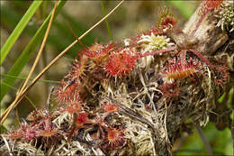 Image of Sundews