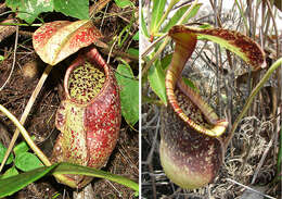 Image of Raffles' pitcher plant