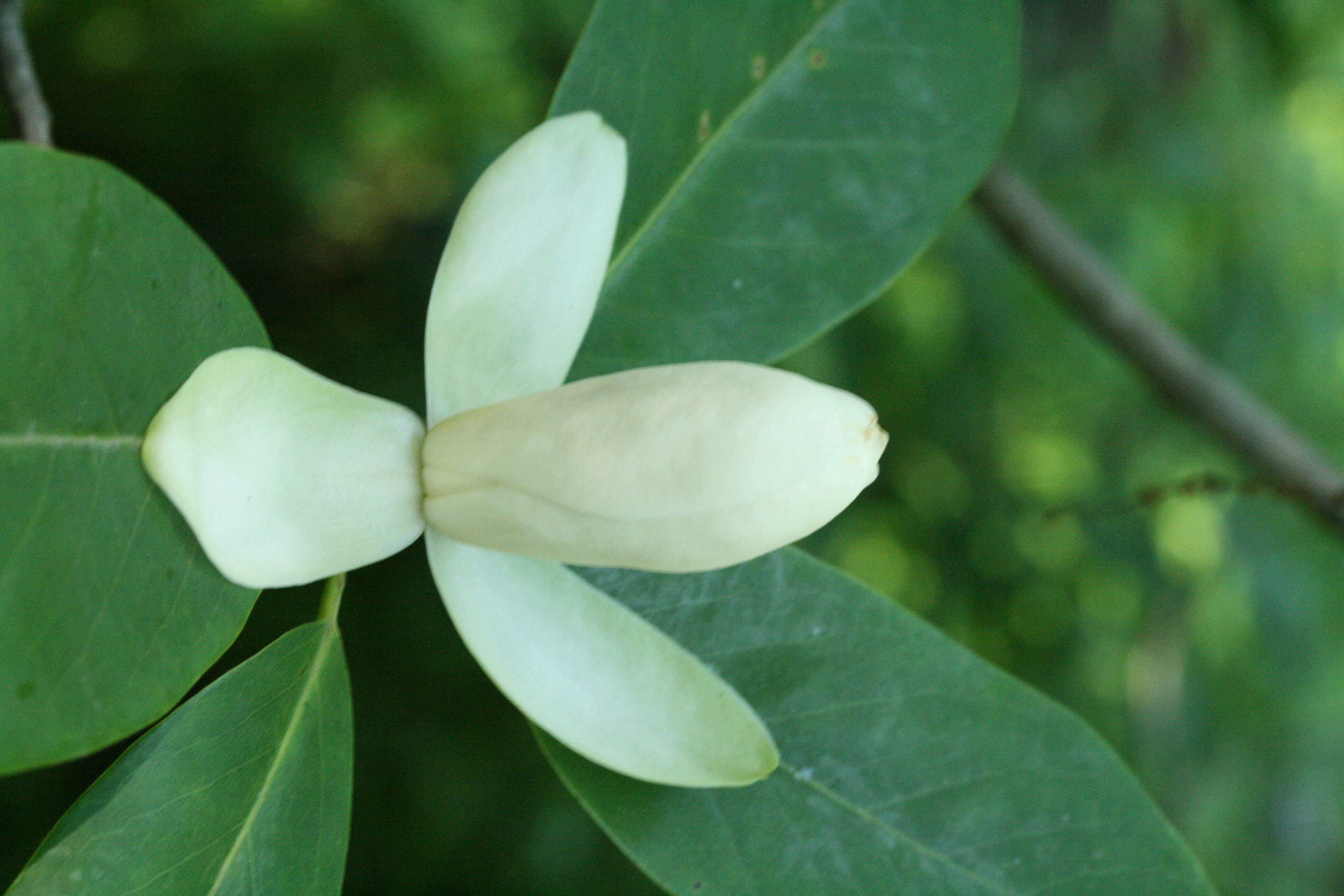 Image of magnolia