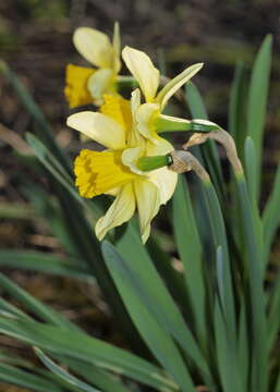 Image of daffodil