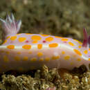 Image of Bright orange and pink slug