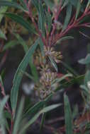 Image of Eucalyptus cunninghamii Sweet