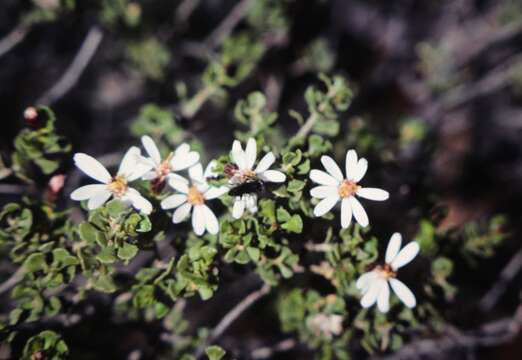 Image de Olearia muelleri (Sonder) Benth.