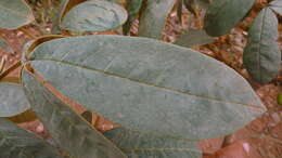 Image of Vitex hypoleuca Schauer