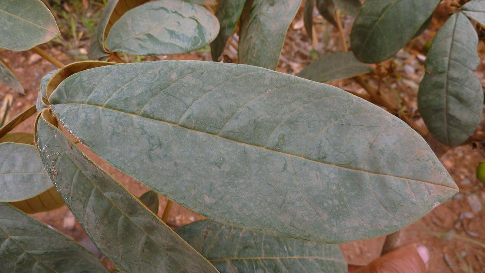 صورة Vitex hypoleuca Schauer