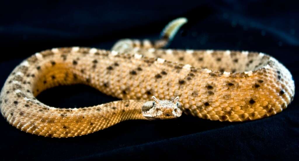 Image of Sidewinder Rattlesnake