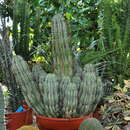 Image of Euphorbia polygona var. horrida (Boiss.) D. H. Schnabel