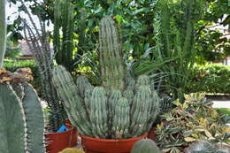Image of Euphorbia polygona Haw.
