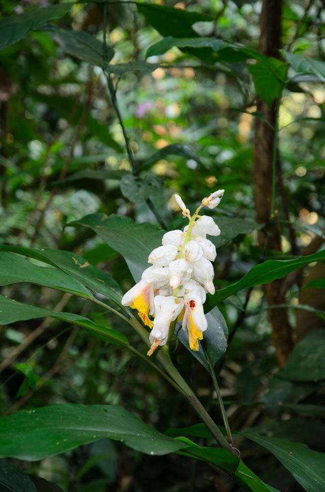 Imagem de Alpinia latilabris Ridl.