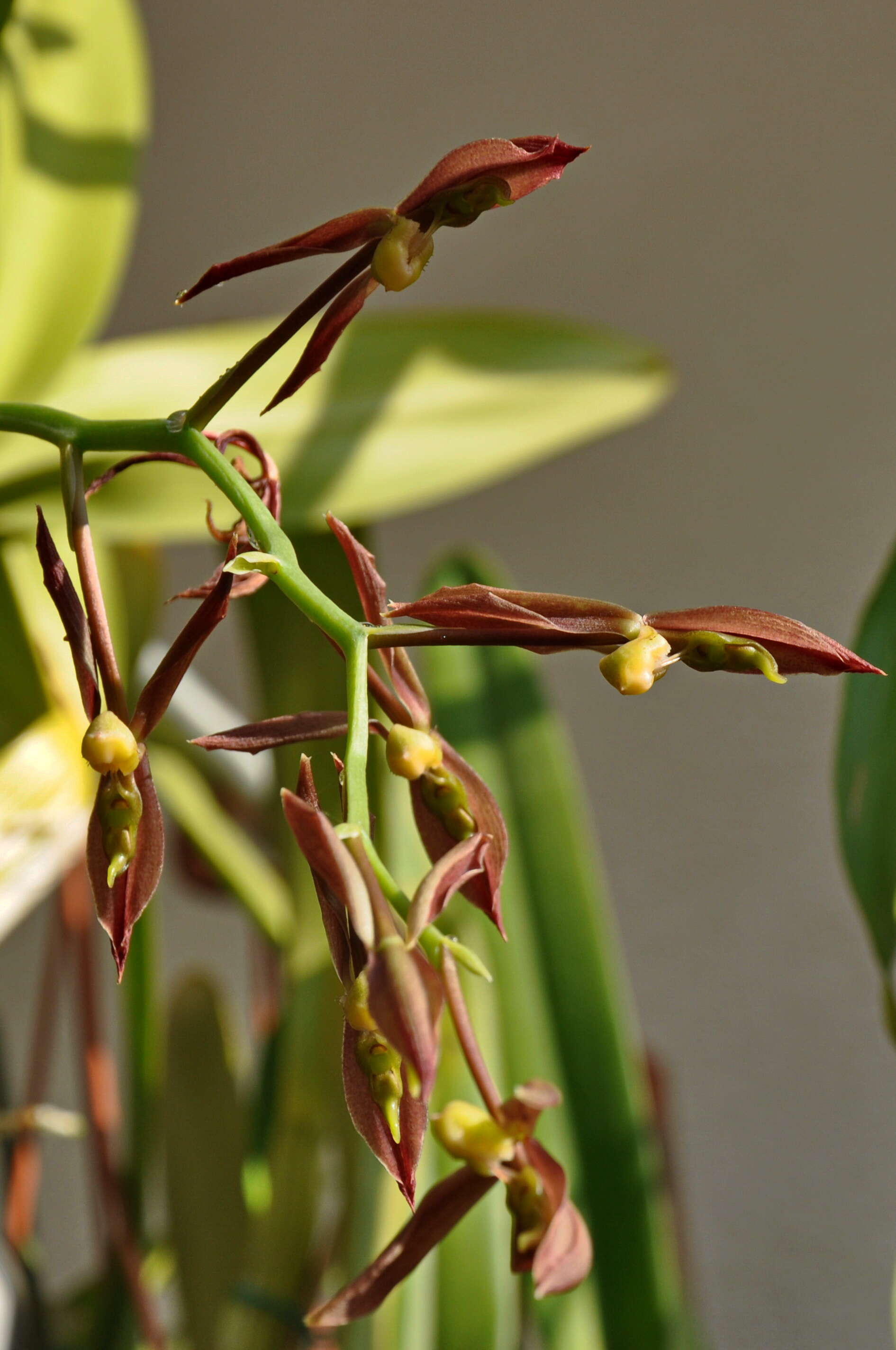 Image of Catasetum saccatum Lindl.