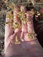 Sivun Lomatium ambiguum (Nutt.) Coult. & Rose kuva