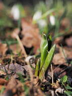 Image of Autumn crocus