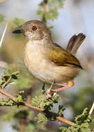 Image of Camaroptera Sundevall 1850