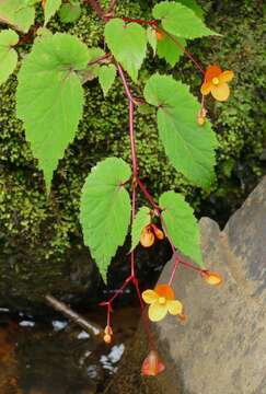 Image of Begonia sutherlandii Hook. fil.